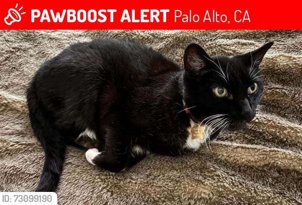 Lost Female Cat last seen Near Washington Ave, Palo Alto, CA 94301