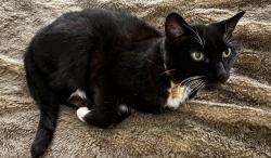Lost Female Cat last seen Near Washington Ave, Palo Alto, CA 94301