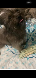 Lost Male Dog last seen Near Crowley ave, Buffalo, NY 14207