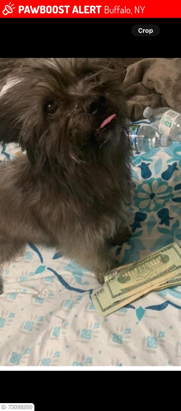 Lost Male Dog last seen Near Crowley ave, Buffalo, NY 14207