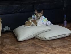 Reunited Female Dog last seen Dogwood dr, New Caney, TX 77357