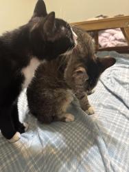 Reunited Female Cat last seen Airport and Snow, Mobile, AL 36608