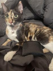 Reunited Female Cat last seen E Washington Ave & El Norte Pkwy, Escondido, CA 92027