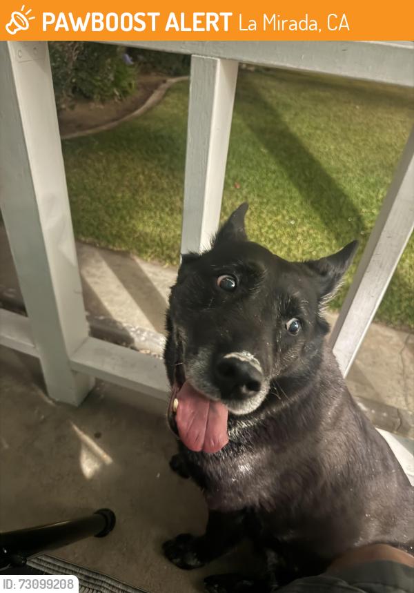 Found/Stray Female Dog last seen Leffingwell, La Mirada, CA 90638