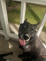 Found/Stray Female Dog last seen Leffingwell, La Mirada, CA 90638