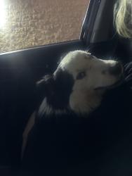 Reunited Male Dog last seen 48th st san bernardino ca 92407, San Bernardino, CA 92407