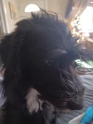 Reunited Male Dog last seen Intersection of stone bridge or crossover on E Huntsville Rd, Fayetteville, AR 72701