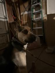 Found/Stray Female Dog last seen Cackling , Suisun City, CA 94585