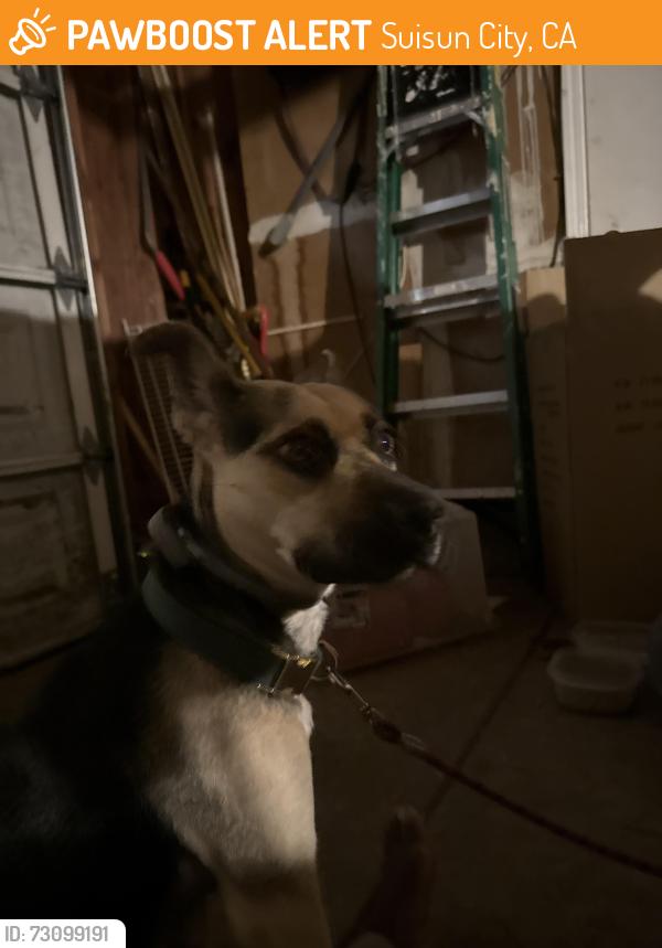 Found/Stray Female Dog last seen Cackling , Suisun City, CA 94585