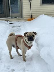 Lost Male Dog last seen Near and Blooming Grove Rd., Hawley, PA 18428