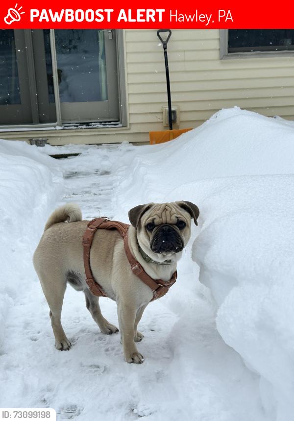 Lost Male Dog last seen Near and Blooming Grove Rd., Hawley, PA 18428