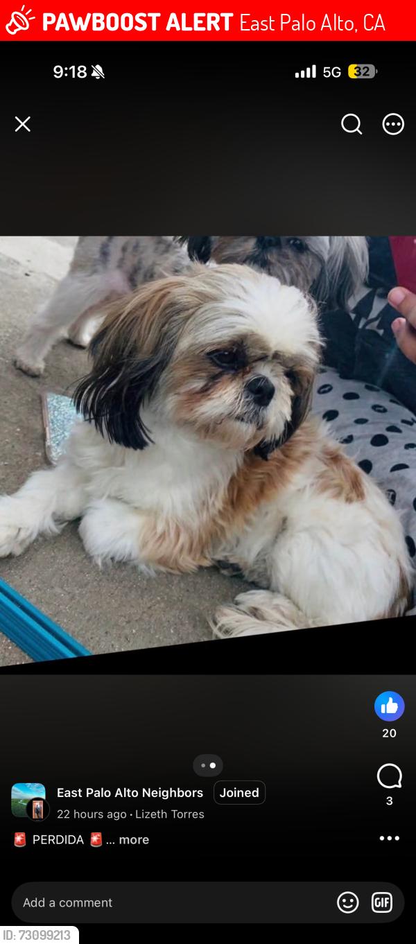 Lost Female Dog last seen Dumbarton Ave, East Palo Alto, CA 94303