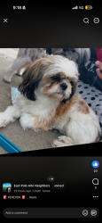 Lost Female Dog last seen Dumbarton Ave, East Palo Alto, CA 94303