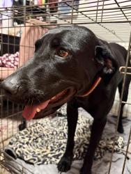 Found/Stray Male Dog last seen The Forge Bar and Grill, Ben Wheeler, TX 75754