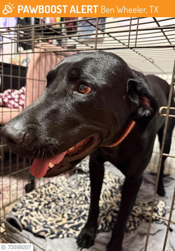 Found/Stray Male Dog last seen The Forge Bar and Grill, Ben Wheeler, TX 75754