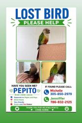 Lost Unknown Bird last seen Near W Lake Dr Hallandale, FL 33009, West Park, FL 33023