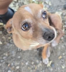 Lost Female Dog last seen North buhach and broadway, City of Atwater, CA 95301