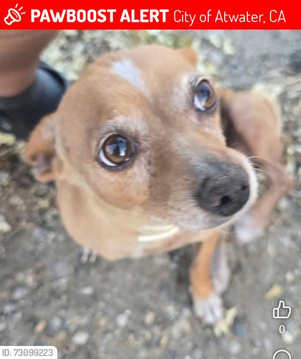Lost Female Dog last seen North buhach and broadway, City of Atwater, CA 95301