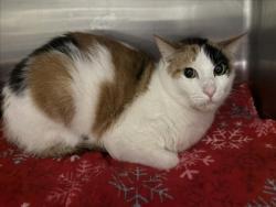 Shelter Stray Female Cat last seen , West Valley Animal Shelter, 20655 Plummer St, Chatsworth, CA 91311, USA