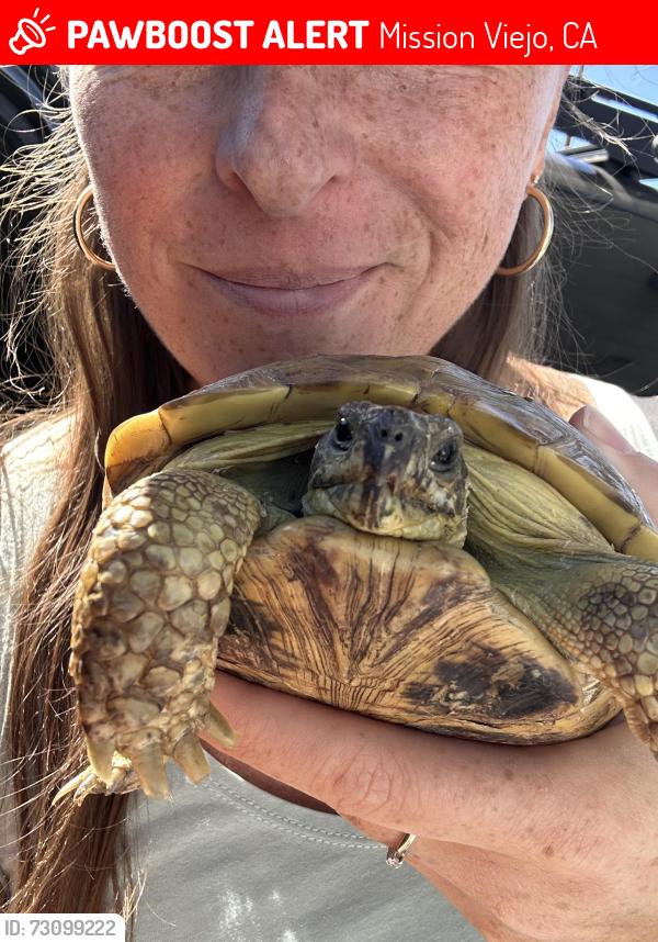 Lost Female Reptile last seen My backyard 22561 Via Santa Maria, Mission Viejo, CA 92691