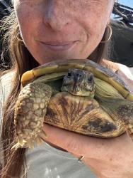 Lost Female Reptile last seen My backyard 22561 Via Santa Maria, Mission Viejo, CA 92691