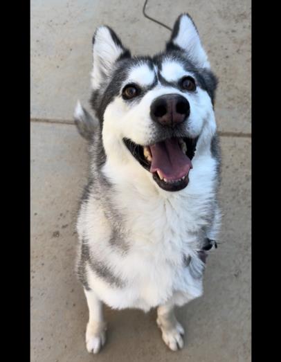 Shelter Stray Female Dog last seen , West Valley Animal Shelter, 20655 Plummer St, Chatsworth, CA 91311, USA