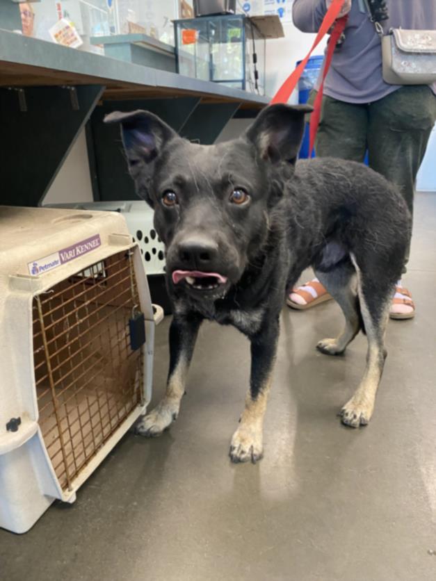 Shelter Stray Male Dog last seen , West Valley Animal Shelter, 20655 Plummer St, Chatsworth, CA 91311, USA