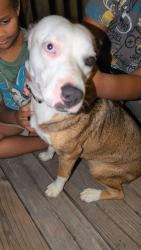 Found/Stray Female Dog last seen Williams st and Tarrant st, Cumby, TX 75433