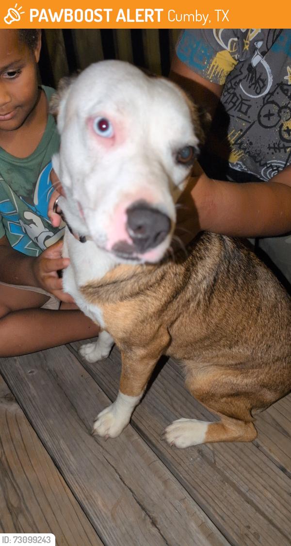 Found/Stray Female Dog last seen Williams st and Tarrant st, Cumby, TX 75433