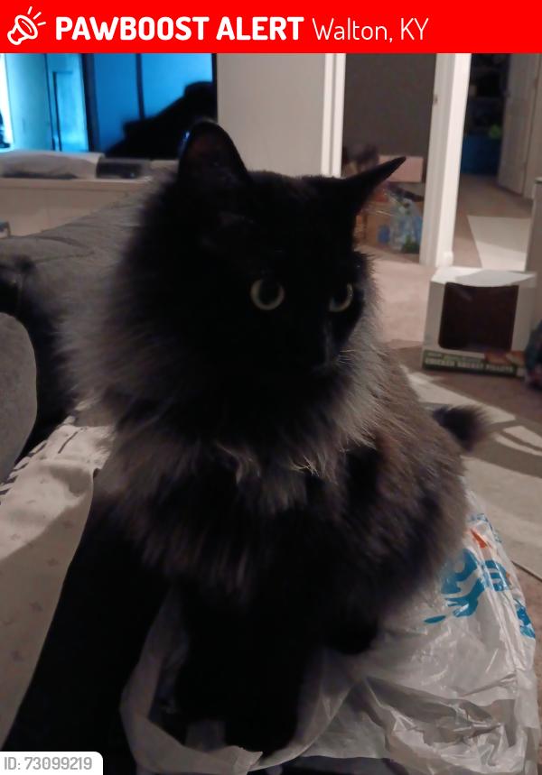 Lost Male Cat last seen Walton Terrace drive, Walton, KY 41094