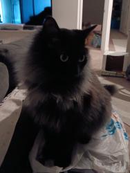 Lost Male Cat last seen Walton Terrace drive, Walton, KY 41094