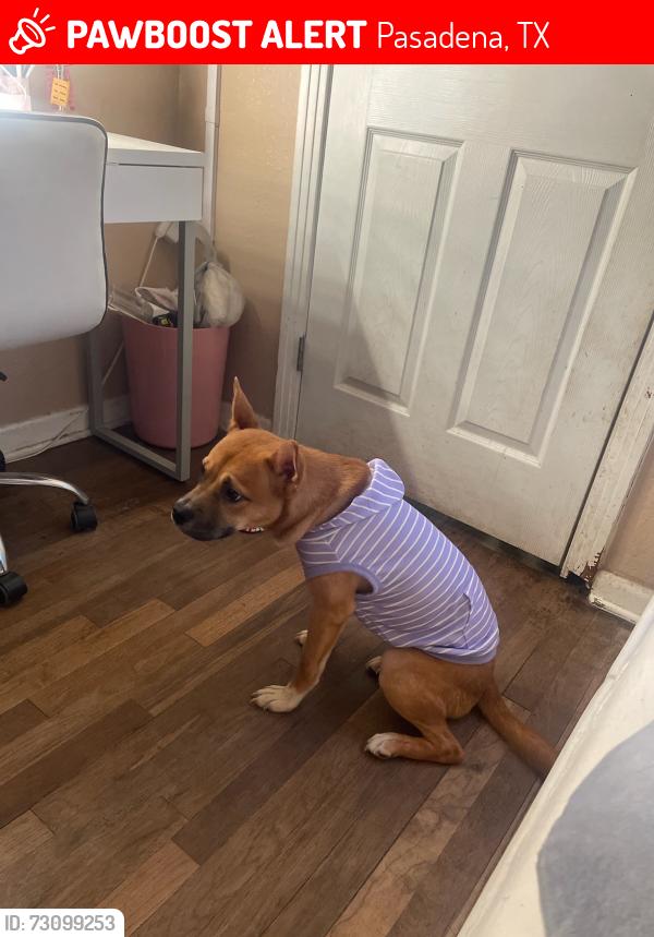 Lost Female Dog last seen Margarite ln, Pasadena, TX 77502
