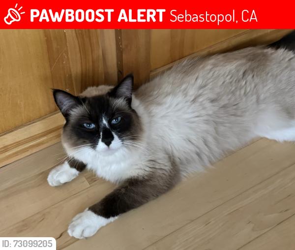 Lost Male Cat last seen Candy Apple Lane X Ragle Road, Sebastopol, CA 95472