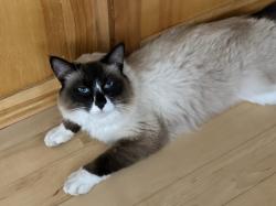 Lost Male Cat last seen Candy Apple Lane X Ragle Road, Sebastopol, CA 95472