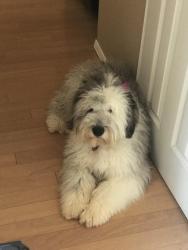 Lost Female Dog last seen John hayes, El Paso, TX 79938