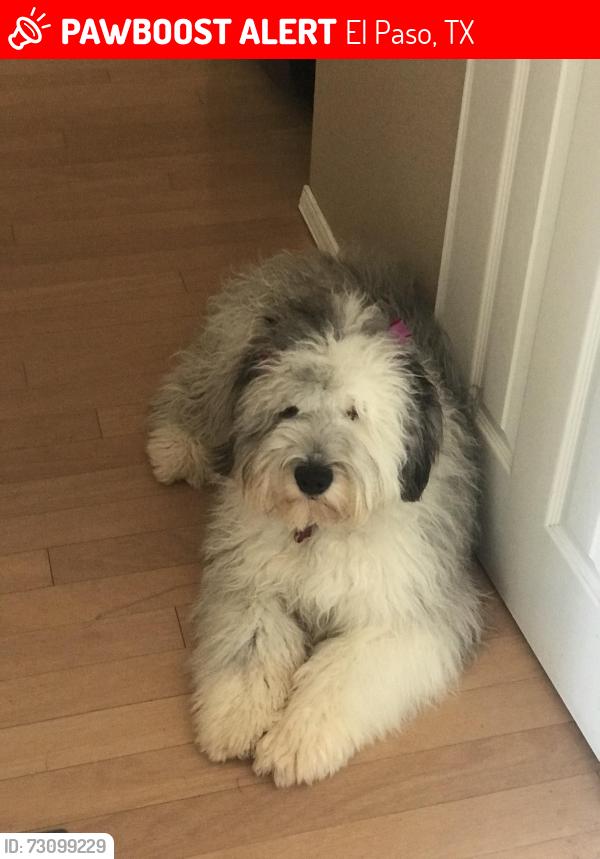Lost Female Dog last seen John hayes, El Paso, TX 79938