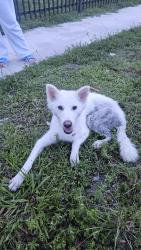 Reunited Female Dog last seen Kelsey L Pharr Elementary School, Miami, FL 33142