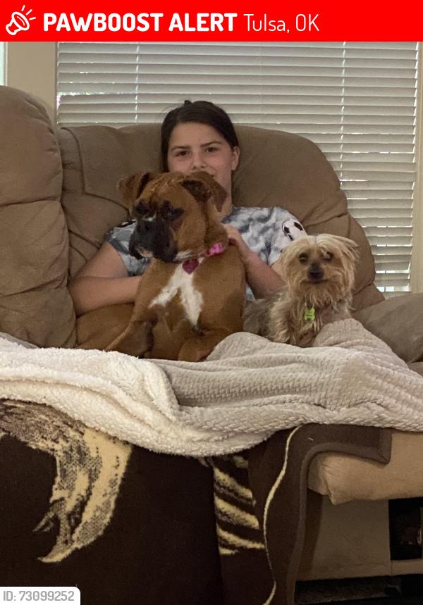 Lost Female Dog last seen 83rd and Louisville, Tulsa, OK 74137