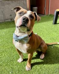 Shelter Stray Male Dog last seen JENNING ST X EGBERT, 1419 Bryant St, San Francisco, CA 94103, USA