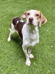 Shelter Stray Male Dog last seen 6TH ST X HOWARD, 1419 Bryant St, San Francisco, CA 94103, USA
