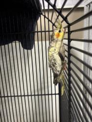 Shelter Stray Unknown Bird last seen LANAI/HAVANA, 16 Barnes Ct, Hayward, CA 94544, USA