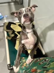 Shelter Stray Female Dog last seen Near BLOCK MASON, 1419 Bryant St, San Francisco, CA 94103, USA