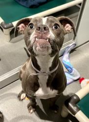 Shelter Stray Female Dog last seen Near BLOCK MASON, 1419 Bryant St, San Francisco, CA 94103, USA