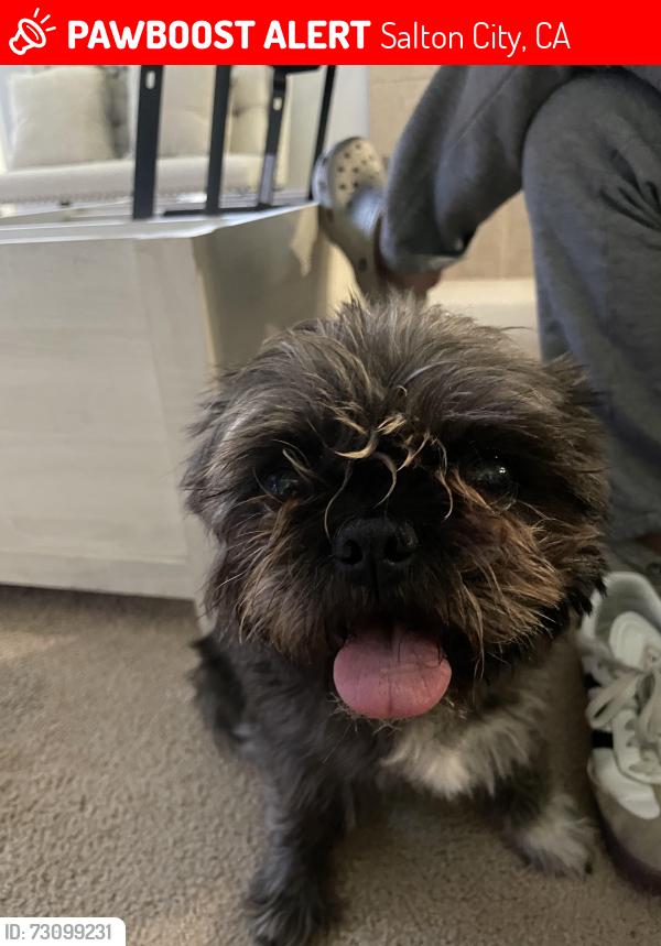 Lost Female Dog last seen Van buren 1354, Salton City, CA 92274