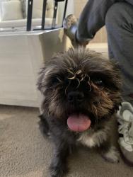 Lost Female Dog last seen Van buren 1354, Salton City, CA 92274