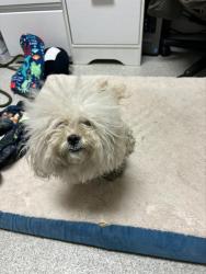 Shelter Stray Female Dog last seen WEBSTER/ STARGELL, 1590 Fortmann Way, Alameda, CA 94501, USA