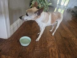 Reunited Male Dog last seen Midas and Argonaut, Rocklin, CA 95677