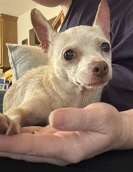 Found/Stray Female Dog last seen SE 44th and Shields, Oklahoma City, OK 73108