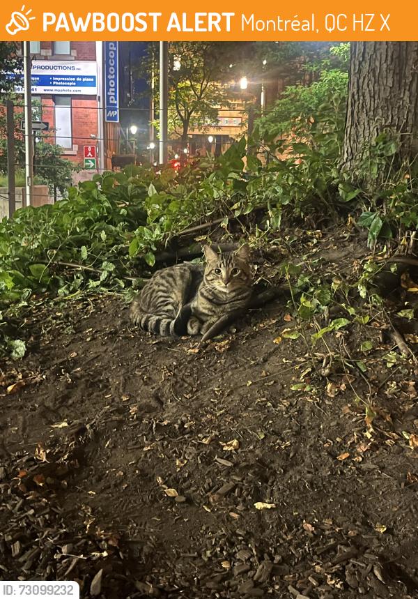 Found/Stray Unknown Cat last seen in the garden/ planted area in front of le palais des congrès, Montréal, QC H2Z 1X7