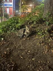 Found/Stray Unknown Cat last seen in the garden/ planted area in front of le palais des congrès, Montréal, QC H2Z 1X7